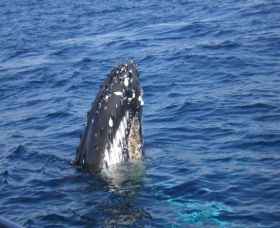 Jervis Bay Whales - Tourism Caloundra 0