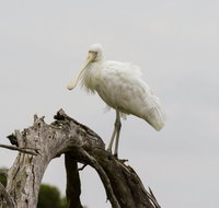 Melbourne Birding Tours - Tourism Caloundra