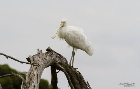 Melbourne Birding Tours - Tourism Caloundra 6