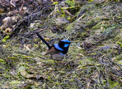 Melbourne Birding Tours - Tourism Caloundra 7