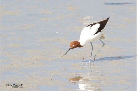 Melbourne Birding Tours - Tourism Caloundra 14