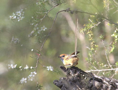 Melbourne Birding Tours - Tourism Caloundra 15
