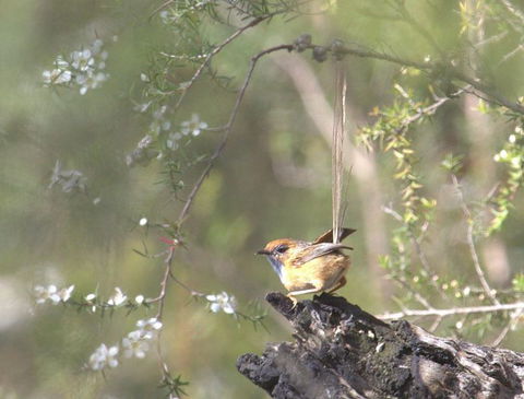 Melbourne Birding Tours - Tourism Caloundra 16