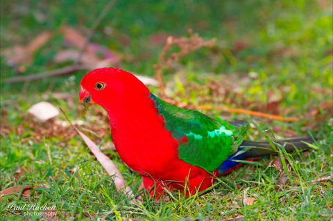 Melbourne Birding Tours - Tourism Caloundra 20