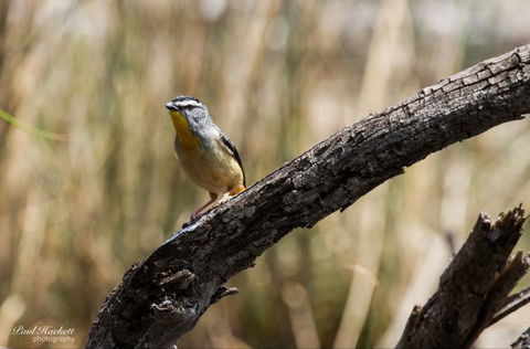 Melbourne Birding Tours - Tourism Caloundra 22
