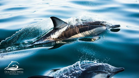 Dolphin Swim Australia - Tourism Caloundra 2