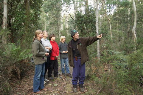 Great Western Tiers Forest Walks Tasmania - Tourism Caloundra 0