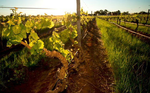 Kaesler Old Vine Vineyard Tour - Tourism Caloundra 0