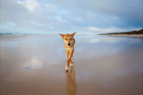 Fraser Island Adventure Tours - Tourism Caloundra 8