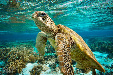 Ocean Art Gallery & Cafe - Tourism Caloundra 1