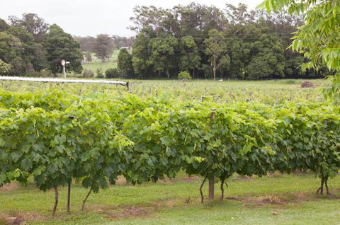 Two Tails Wines - Tourism Caloundra 2