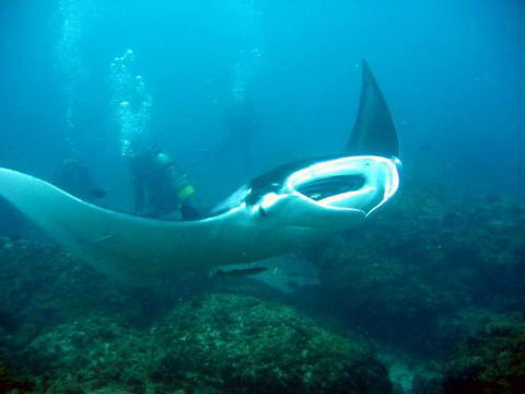 Kirra Dive “On The Tweed” - Tourism Caloundra 3