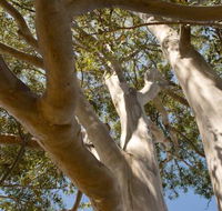 Lindsay Pryor Walk Australian National University - Tourism Caloundra