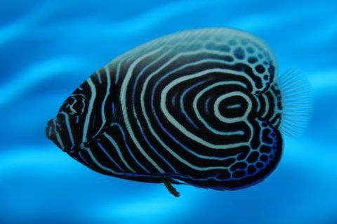 River To Reef Aquarium - Tourism Caloundra 2