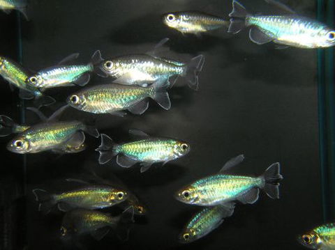 River To Reef Aquarium - Tourism Caloundra 3