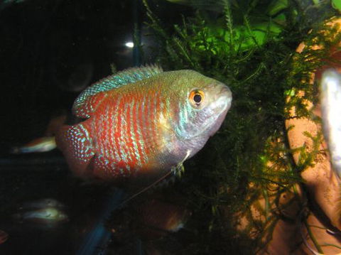 River To Reef Aquarium - Tourism Caloundra 4