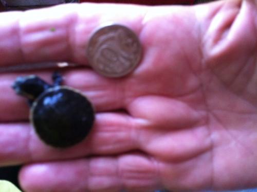 Marlow Lagoon NT Tourism Caloundra