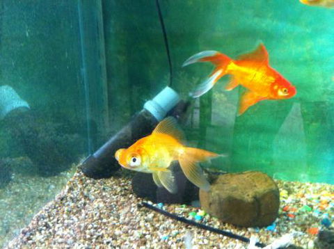 Hurley’s Aquariums - Tourism Caloundra 2