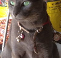 Pets and Saddles - Tourism Caloundra