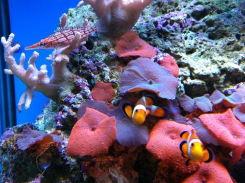 Tropical Marine Centre - Tourism Caloundra 0