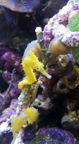 Tropical Marine Centre - Tourism Caloundra 1