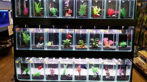 Tropical Marine Centre - Tourism Caloundra 2