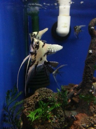Tropical Marine Centre - Tourism Caloundra 3