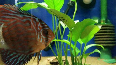 Tropical Marine Centre - Tourism Caloundra 4