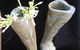Sheoak Shack Gallery Cafe - thumb 3