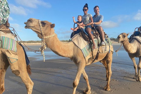 1 Hour Broome Sunset Camel Tour - Tourism Caloundra 4
