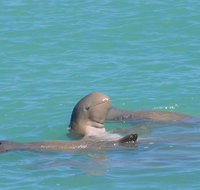 Snubfin Dolphin Eco Cruise from Broome - Tourism Caloundra