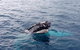 Dunsborough Whale Watching Eco Tour - thumb 1