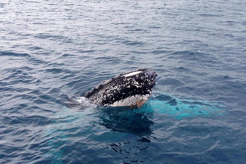 Dunsborough Whale Watching Eco Tour - Tourism Caloundra 1