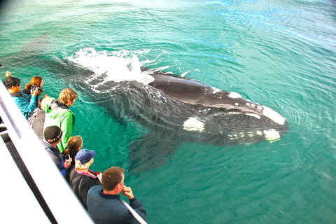 Dunsborough Whale Watching Eco Tour - Tourism Caloundra 3