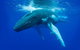 Dunsborough Whale Watching Eco Tour - thumb 2