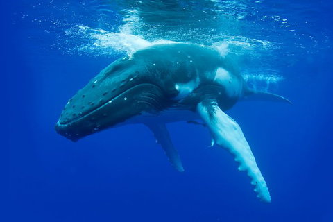 Dunsborough Whale Watching Eco Tour - Tourism Caloundra 2
