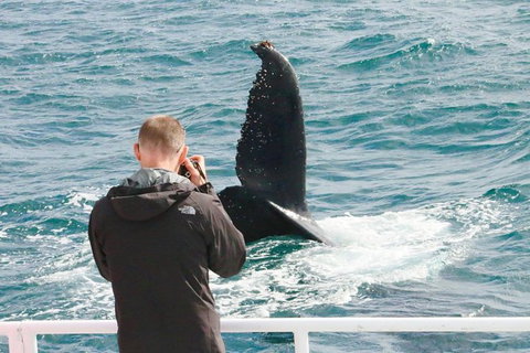 Dunsborough Whale Watching Eco Tour - Tourism Caloundra 9