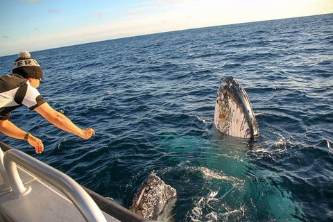 Dunsborough Whale Watching Eco Tour - Tourism Caloundra 5