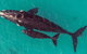 Dunsborough Whale Watching Eco Tour - thumb 7
