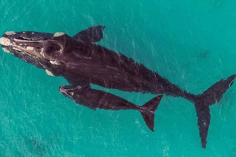 Dunsborough Whale Watching Eco Tour - Tourism Caloundra 7