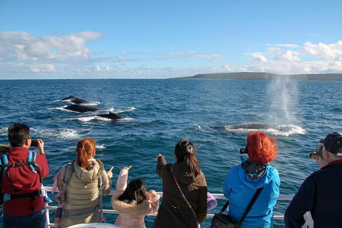 Dunsborough Whale Watching Eco Tour - Tourism Caloundra 4