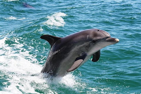 Half-Day Mandurah Canals & Dolphin Watch Tour - Tourism Caloundra 0