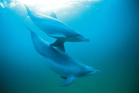 Half-Day Mandurah Canals & Dolphin Watch Tour - Tourism Caloundra 6