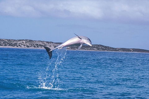 Half-Day Mandurah Canals & Dolphin Watch Tour - Tourism Caloundra 7
