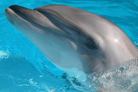 Half-Day Mandurah Canals & Dolphin Watch Tour - Tourism Caloundra 5