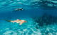 Turtle Eco Adventure Tour In Exmouth - thumb 5