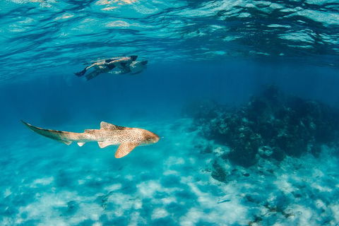 Turtle Eco Adventure Tour In Exmouth - Tourism Caloundra 5