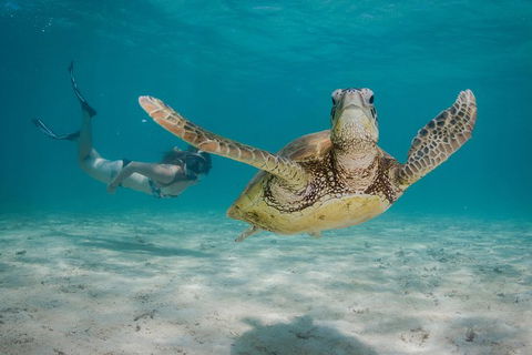 Turtle Eco Adventure Tour In Exmouth - Tourism Caloundra 6