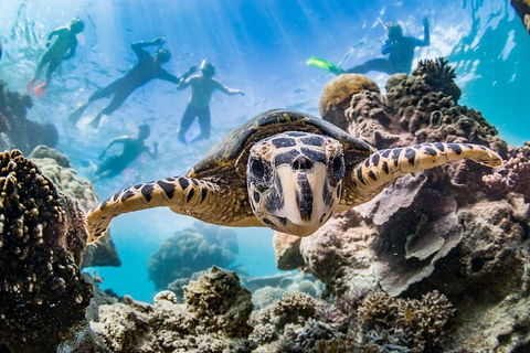 Turtle Eco Adventure Tour In Exmouth - Tourism Caloundra 2
