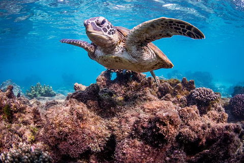 Turtle Eco Adventure Tour In Exmouth - Tourism Caloundra 3